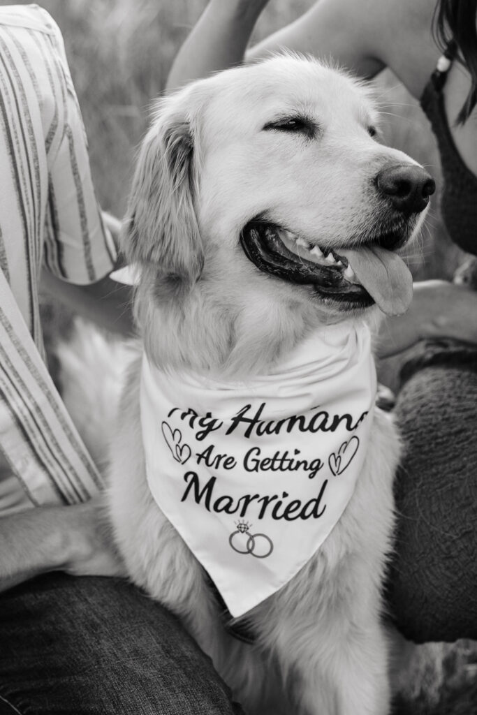 A picture of a yellow lab puppy. Minnesota engagement session at Spring Lake Park in Hastings, Minnnesota.