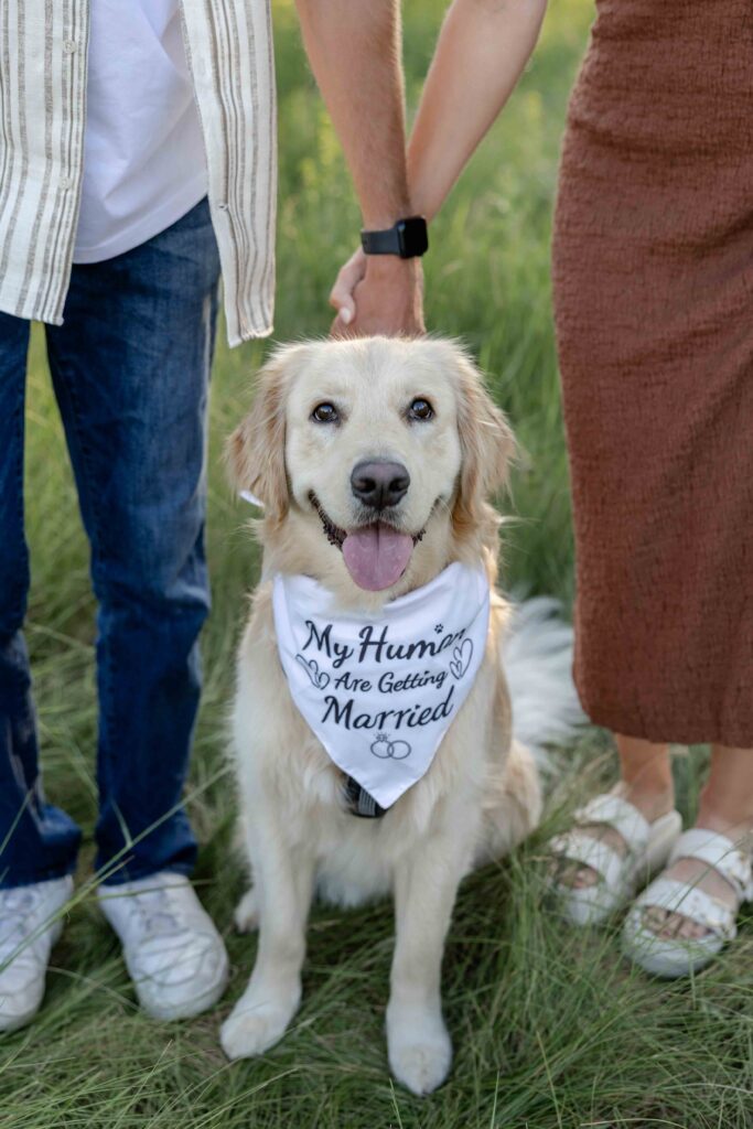 A picture of a yellow lab puppy. Minnesota engagement session at Spring Lake Park in Hastings, Minnnesota.